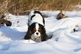 CAVALIER KING CHARLES 428